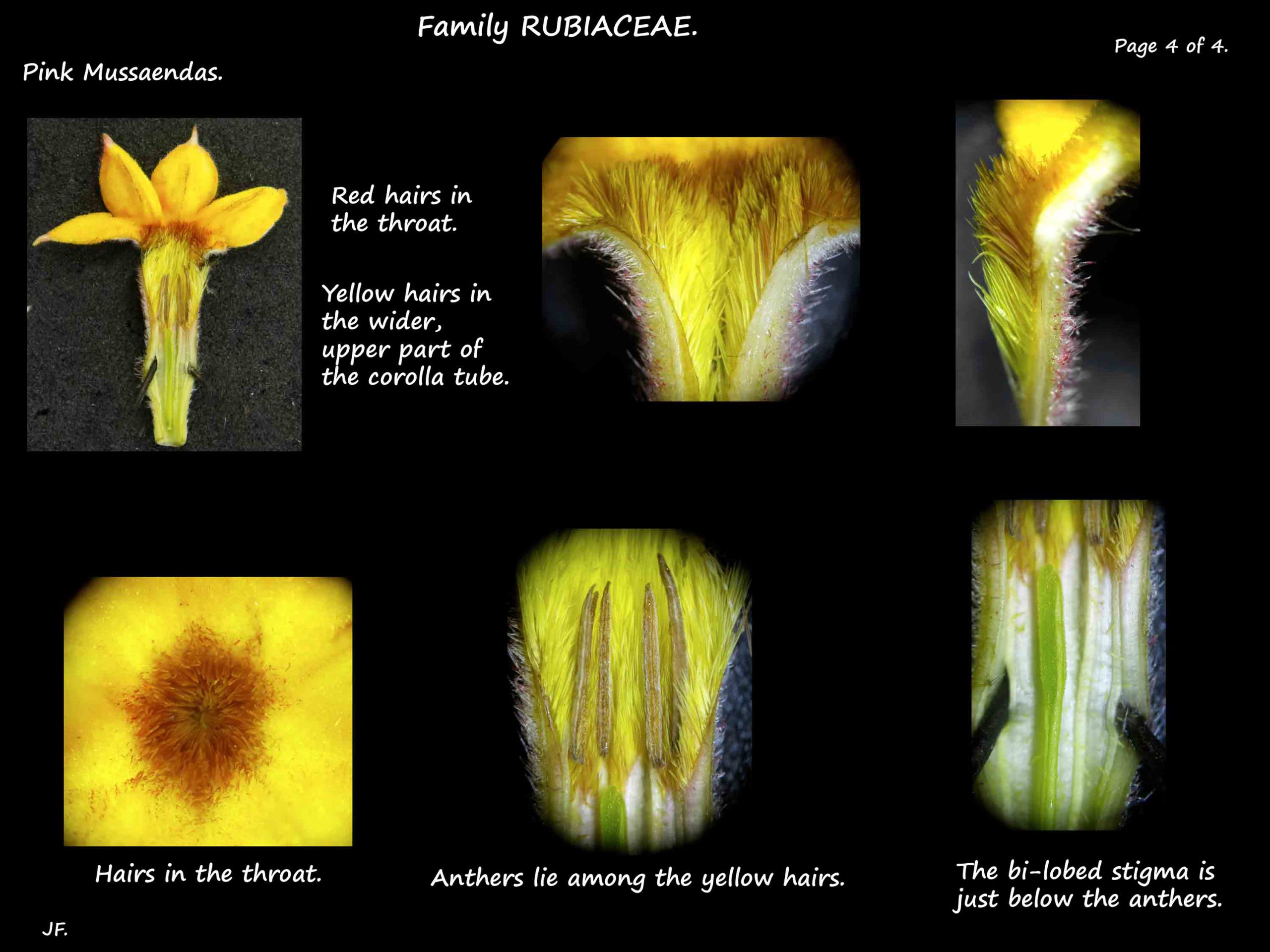 4 Corolla hairs & stamens